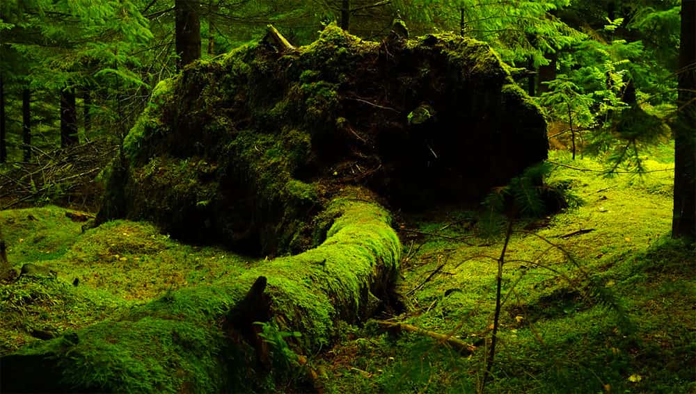 Img - Novo composto para a cura do câncer pode ter sido encontrado em floresta australiana